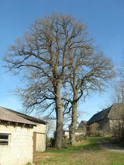 Bild 2 von 2 Eichen südlich der Bruchstraße